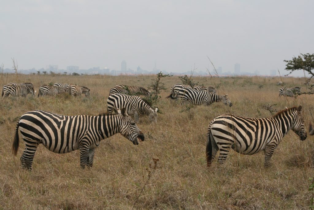 Zebras with the Nairobi skyline, Kenya